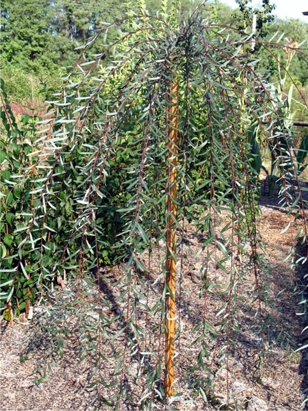 Ива пурпурная Пендула (Salix purpurea 'Pendula')