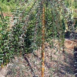 Ива пурпурная Пендула (Salix purpurea 'Pendula')