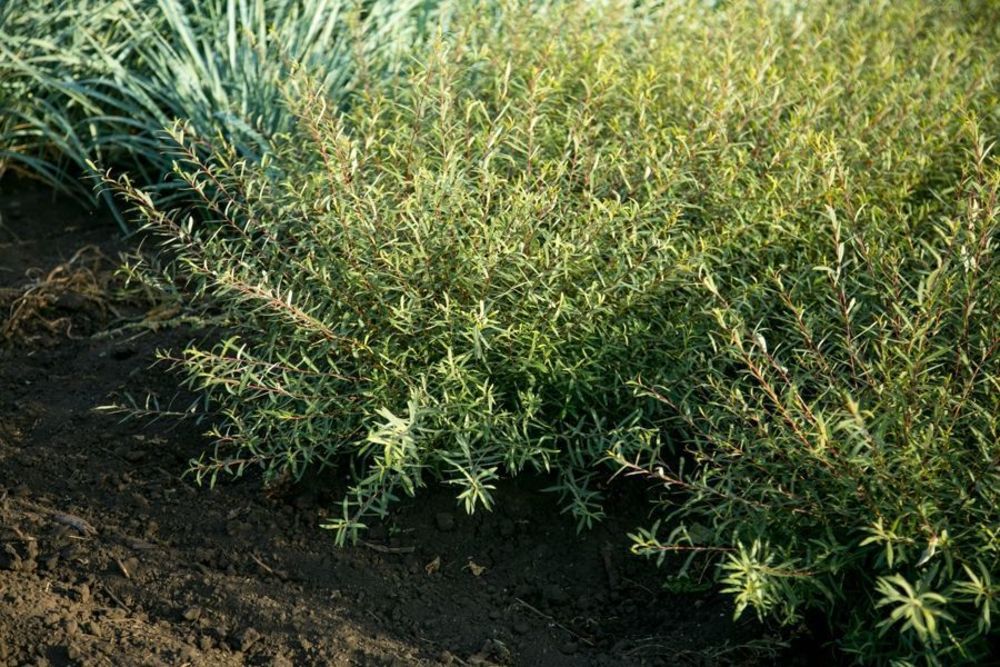 Ива пурпурная Узни (Salix purpurea 'Uzni')
