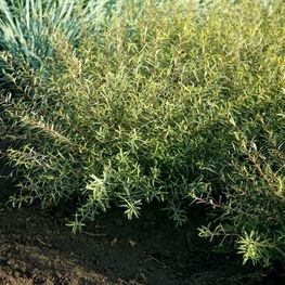 Ива пурпурная Узни (Salix purpurea 'Uzni')