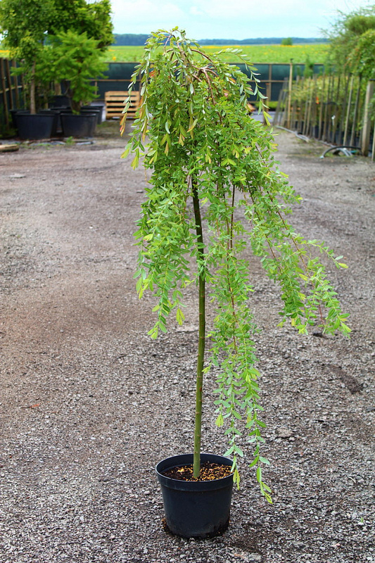 Ива цельнолистная Пендула (Salix integra 'Pendula')