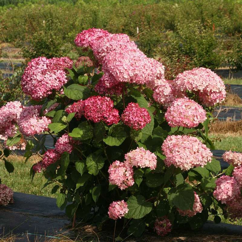 Гортензия древовидная Пинк Пинкушн (Hydrangea arborescens 'Pink Pincushion')