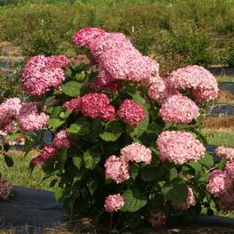 Гортензия древовидная Пинк Пинкушн (Hydrangea arborescens 'Pink Pincushion')
