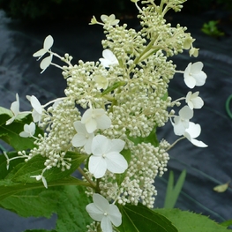Гортензия метельчатая Папийон (Hydrangea paniculata 'Papillon')