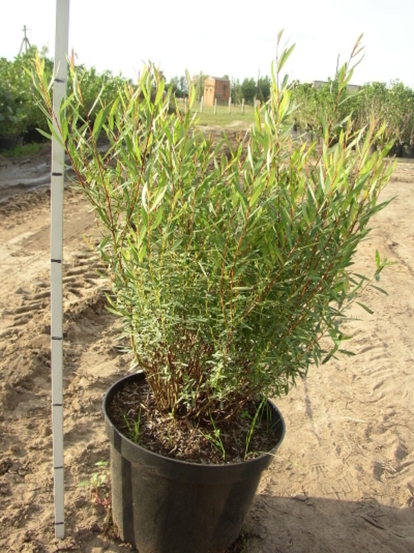 Ива гибридная извилистая Коралл (Salix hybrida 'Korall')