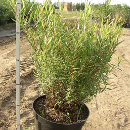 Ива гибридная извилистая Коралл (Salix hybrida 'Korall')
