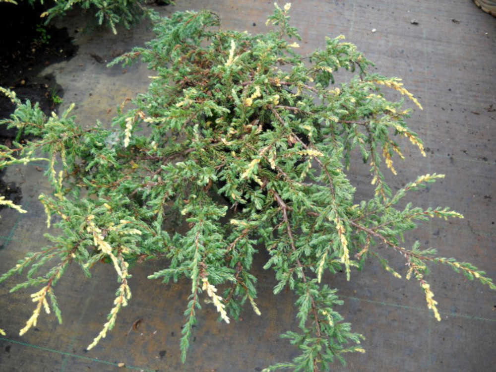Можжевельник обыкновенный Спотти Спредер (Juniperus communis 'Spotty Spreader')