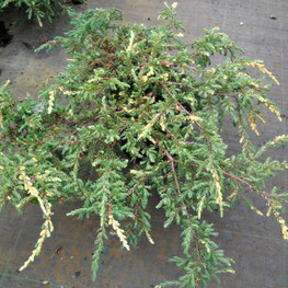 Можжевельник обыкновенный Спотти Спредер (Juniperus communis 'Spotty Spreader')