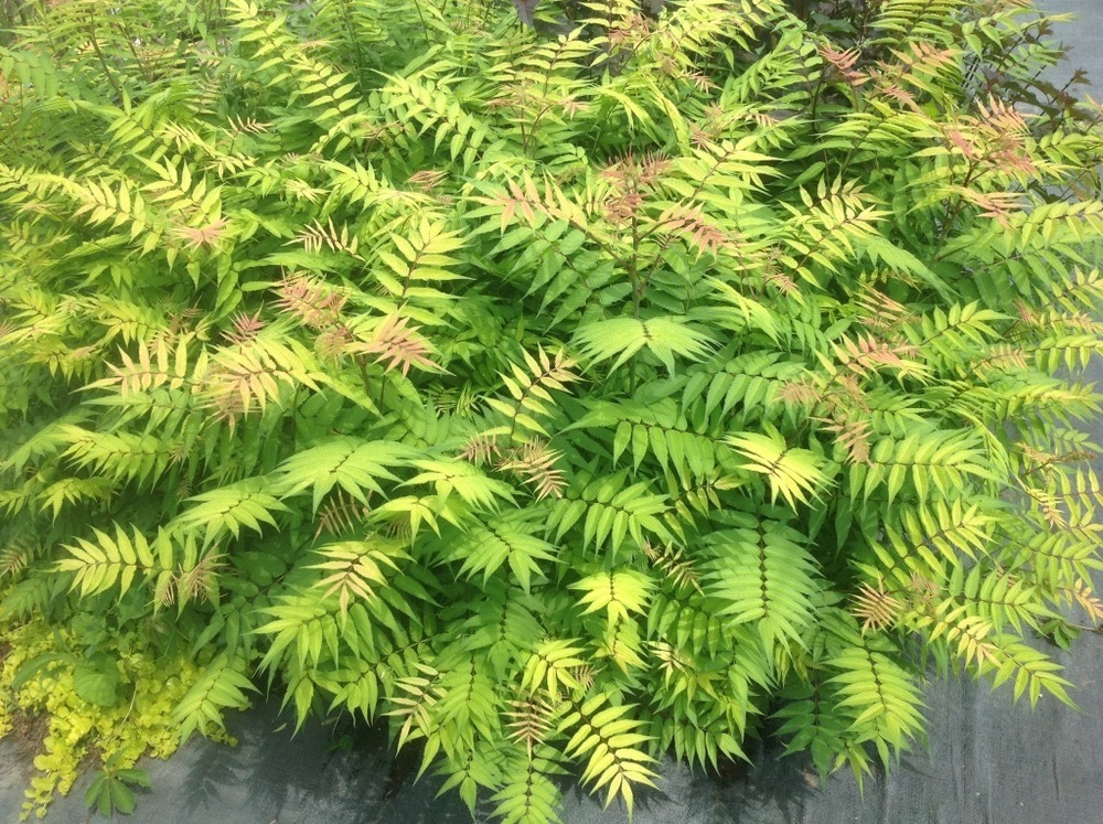 Рябинник рябинолистный Матча Болл (Sorbaria sorbifolia 'Matcha Ball')