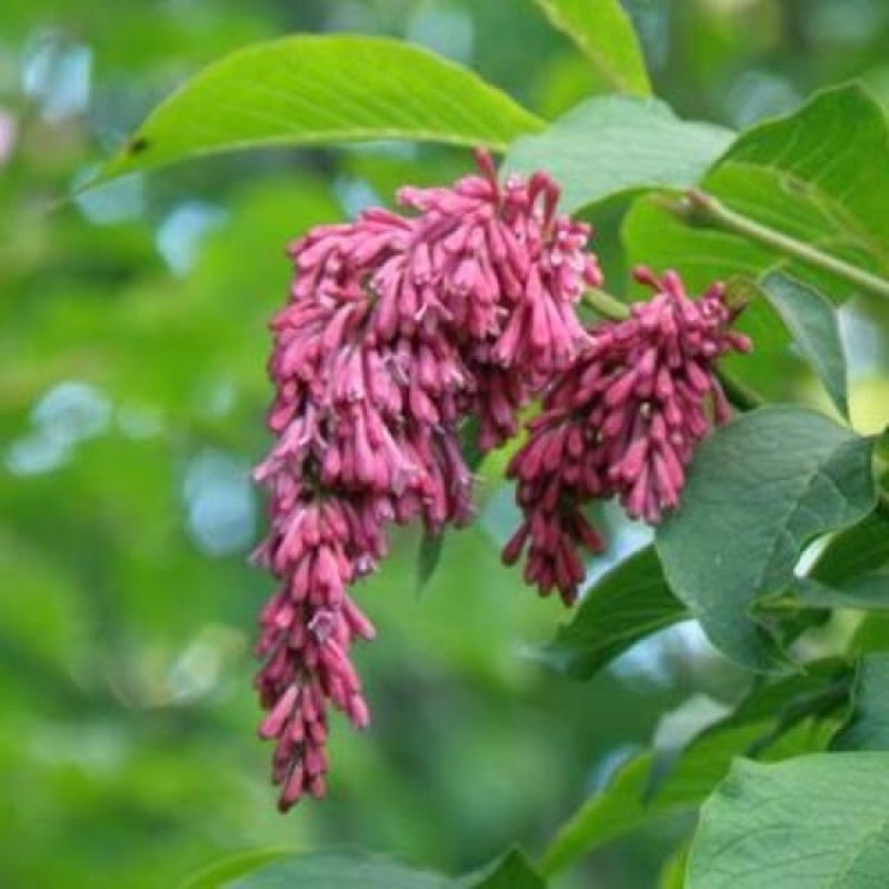 Сирень пониклая (Syringa reflexa)