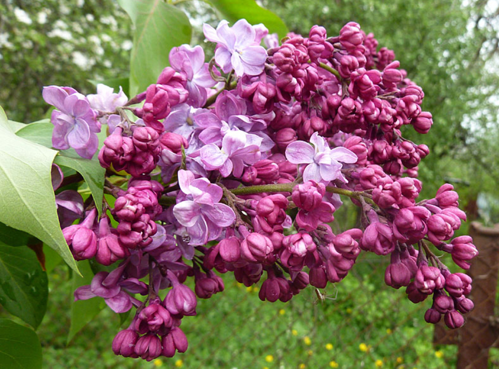 Сирень обыкновенная Принц Волконский (Syringa vulgaris 'Prince Wolkonsky')