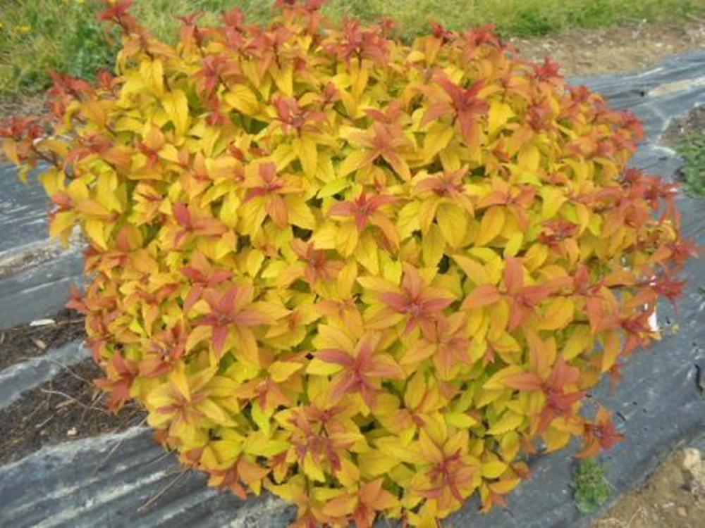 Спирея японская Мерло Голд (Spiraea japonica 'Merlo Gold')