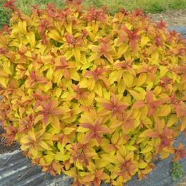 Спирея японская Мерло Голд (Spiraea japonica 'Merlo Gold')