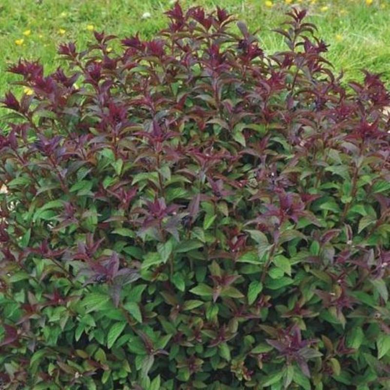 Спирея японская Мерло Грин (Spiraea japonica 'Merlo Green')