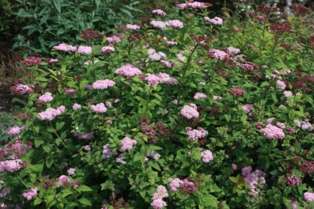Спирея японская Спарклинг Шампейн (Spiraea japonica 'Sparkling Champagne')