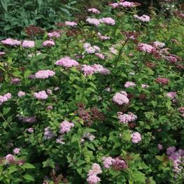Спирея японская Спарклинг Шампейн (Spiraea japonica 'Sparkling Champagne')