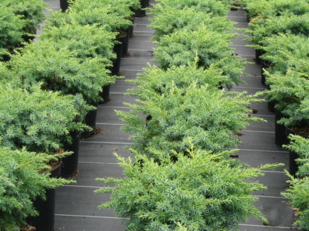 Можжевельник прибрежный Шлягер (Juniperus conferta 'Schlager')