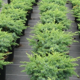 Можжевельник прибрежный Шлягер (Juniperus conferta 'Schlager')