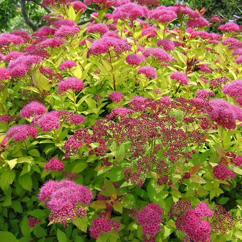 Спирея японская (Spiraea japonica)