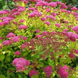 Спирея японская (Spiraea japonica)