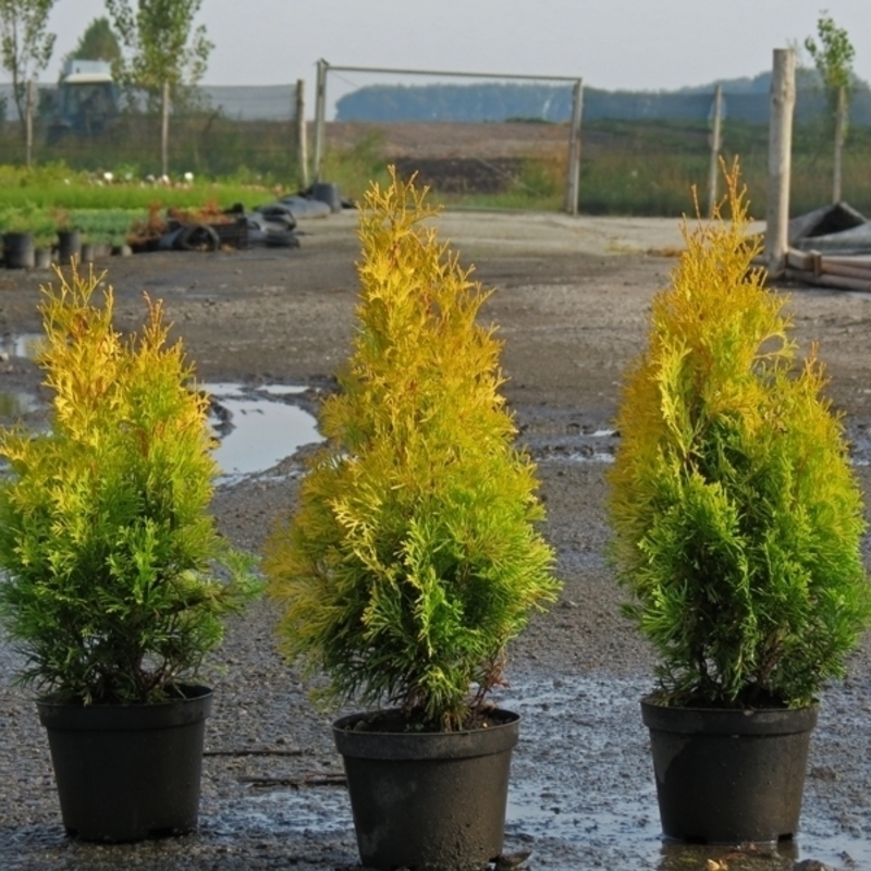 Туя западная Голден Энн (Thuja occidentalis 'Golden Anne')