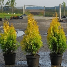 Туя западная Голден Энн (Thuja occidentalis 'Golden Anne')