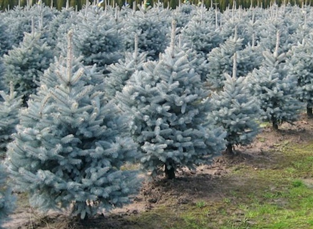 Ель колючая Блю Маджестик (Picea pungens 'Blue Majestic')