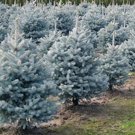 Ель колючая Блю Маджестик (Picea pungens 'Blue Majestic')