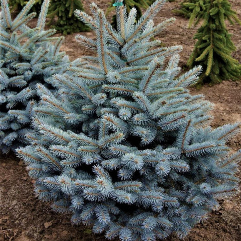 Ель колючая Мисти Блю (Picea pungens 'Misty Blue')