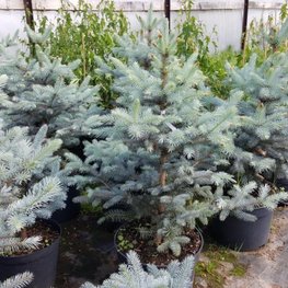 Ель колючая Мисти Блю (Picea pungens 'Misty Blue')