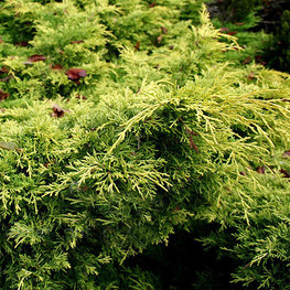 Можжевельник средний Блонд (Juniperus x pfitzeriana 'Blonde')