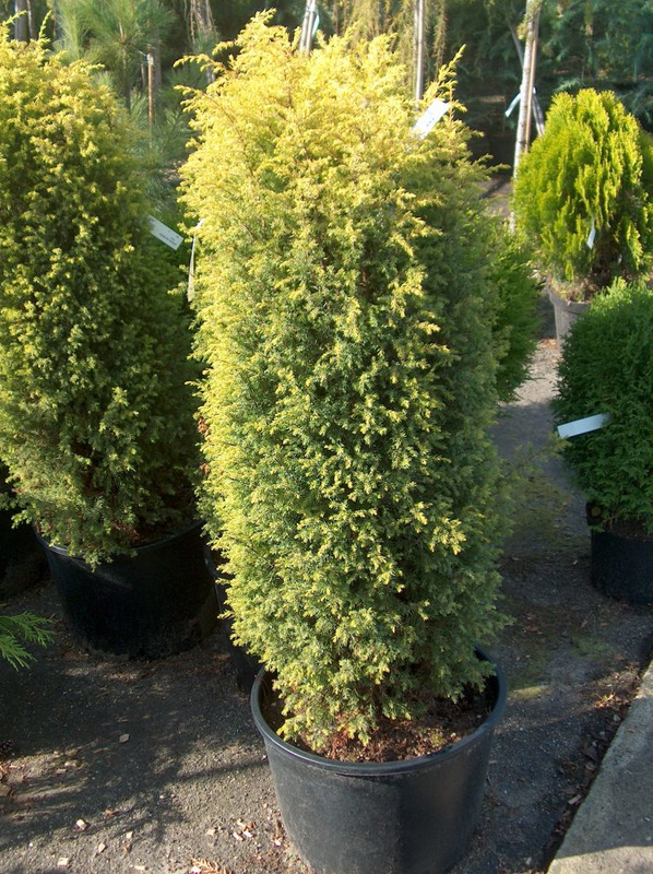 Можжевельник обыкновенный "Schneverdinger Goldmachangel"