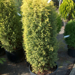 Можжевельник обыкновенный Шневердингер Голдмахангел (Juniperus communis 'Schneverdinger Goldmachangel')