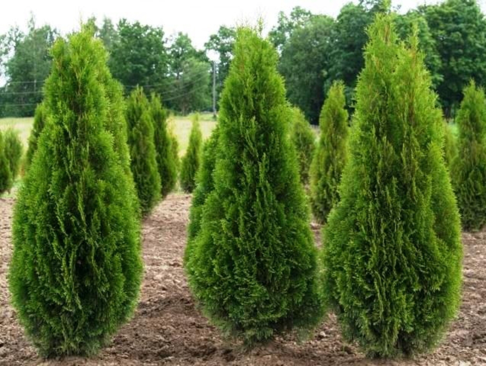 Туя западная Кубанский изумруд (Thuja occidentalis 'Kubanskiy Izumrud')