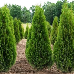 Туя западная Кубанский изумруд (Thuja occidentalis 'Kubanskiy Izumrud')