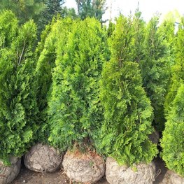 Туя западная Кубанский изумруд (Thuja occidentalis 'Kubanskiy Izumrud')