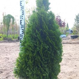 Туя западная Кубанский изумруд (Thuja occidentalis 'Kubanskiy Izumrud')