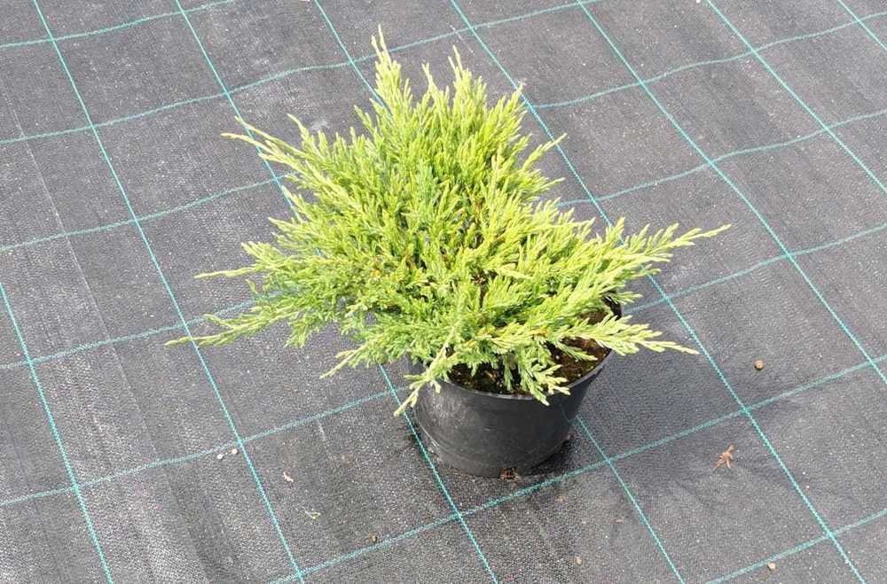 Можжевельник горизонтальный Андорра Компакта (Juniperus horizontalis 'Andorra Compacta')