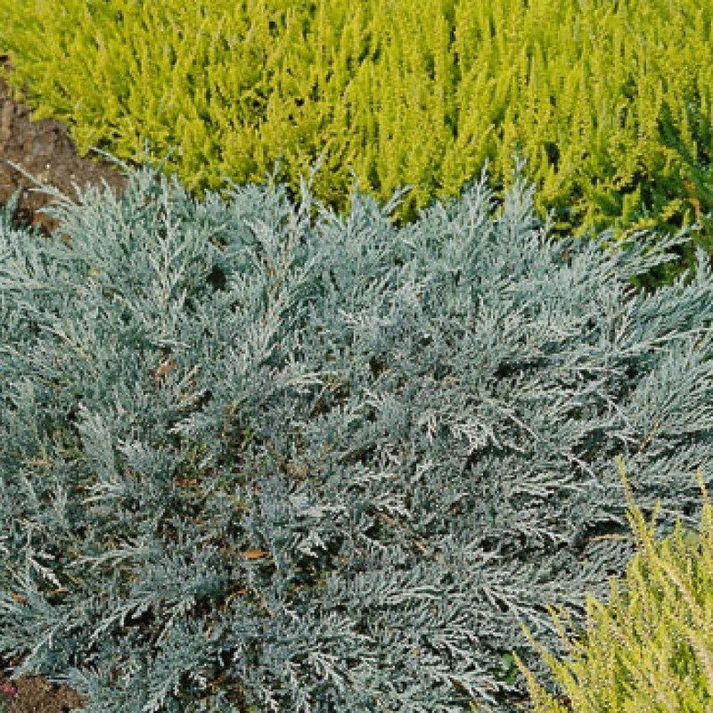Можжевельник горизонтальный Глациер (Juniperus horizontalis 'Glacier')