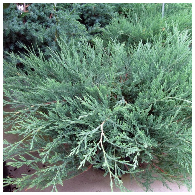 Можжевельник горизонтальный Хьюз (Juniperus horizontalis 'Hughes')