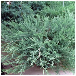 Можжевельник горизонтальный Хьюз (Juniperus horizontalis 'Hughes')
