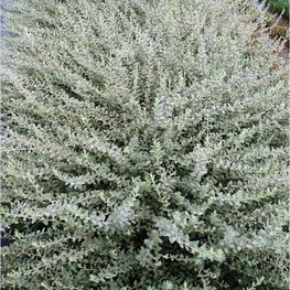 Ива ползучая Серебристая (Salix repens 'Argentea')
