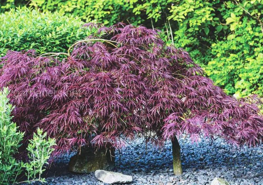 Клен дланевидный Диссектум (Acer palmatum 'Dissectum')