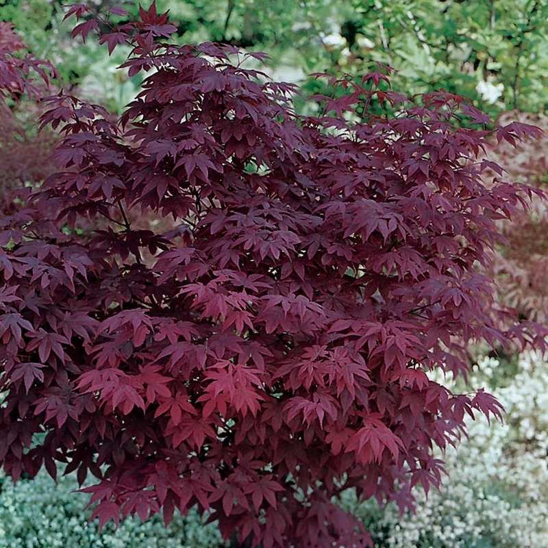 Клен дланевидный Атропурпуреа (Acer palmatum 'Atropurpureum')