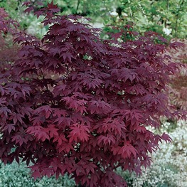 Клен дланевидный Атропурпуреа (Acer palmatum 'Atropurpureum')