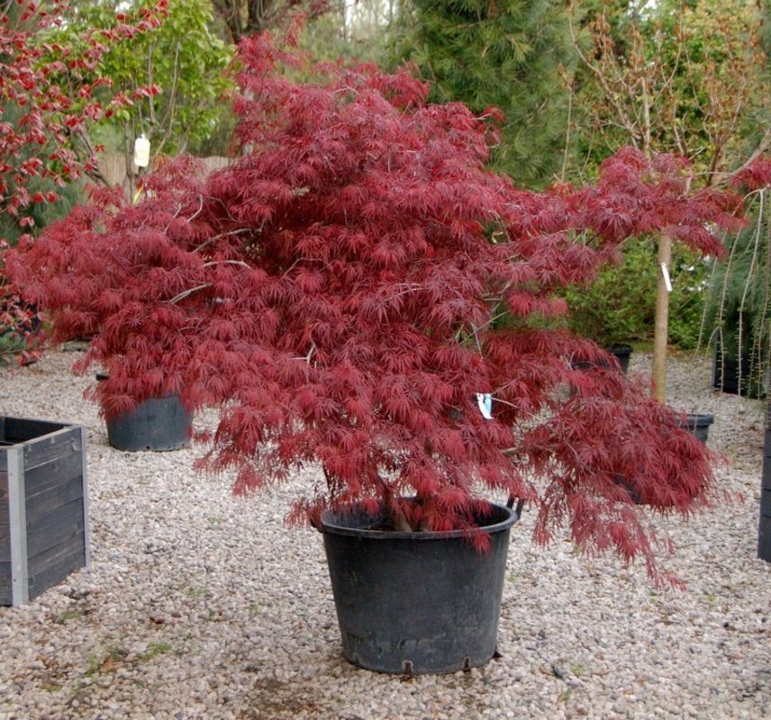Клен дланевидный Сангокаку (Acer palmatum 'Sango-kaku')