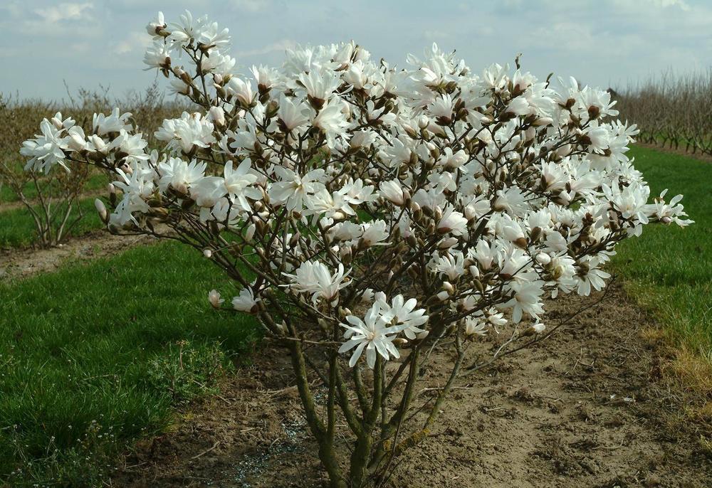 Магнолия звездчатая (Magnolia stellata)