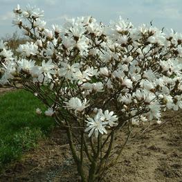 Магнолия звездчатая (Magnolia stellata)