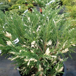 Можжевельник горизонтальный Андорра Вариегата (Juniperus horizontalis 'Andorra Variegata')
