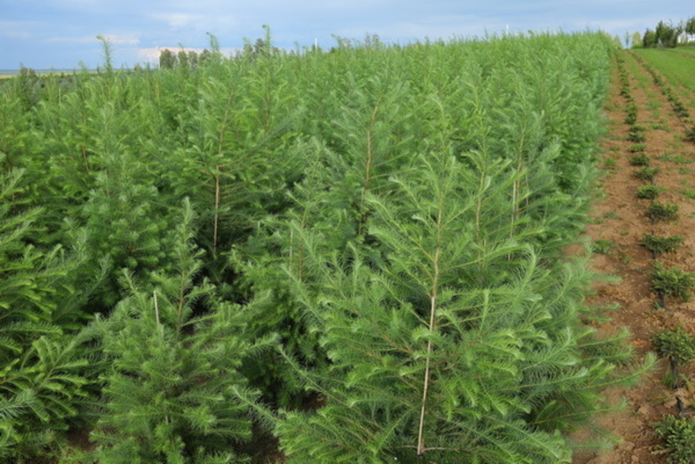 Лиственница японская Маргилинда (Larix kaempferi 'Margylinda')